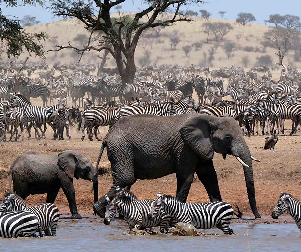 SBS6 zendt mooie documentaire BBC Wildlife: Africa uit