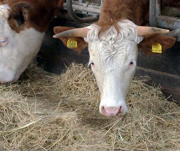 Van koeienstal tot droomhuis in BinnensteBuiten