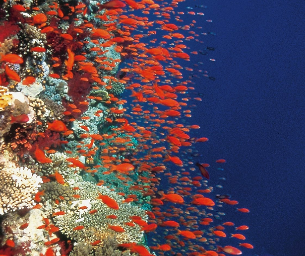 Blue Planet live in Ziggo Dome