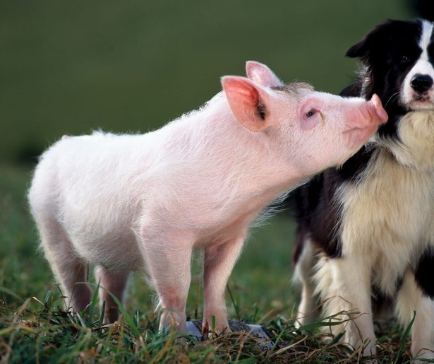 James Cromwell wint een bijzondere herdersbig in Babe