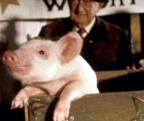 Begin je Eerste Kerstdag al lekker vroeg met de familiefilm Babe op Net5