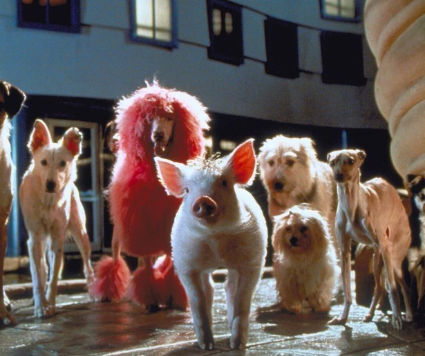 Babe moet aan de slag om de boerderij te redden in Babe: Pig in the City