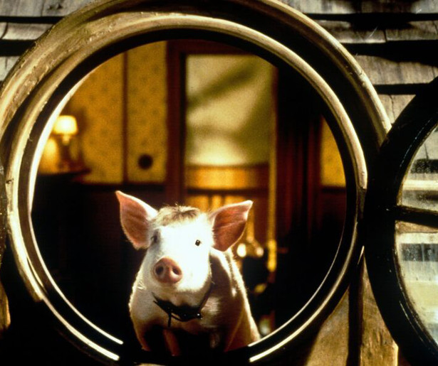 Weet Babe de boerderij te redden in Babe: Pig in the City?