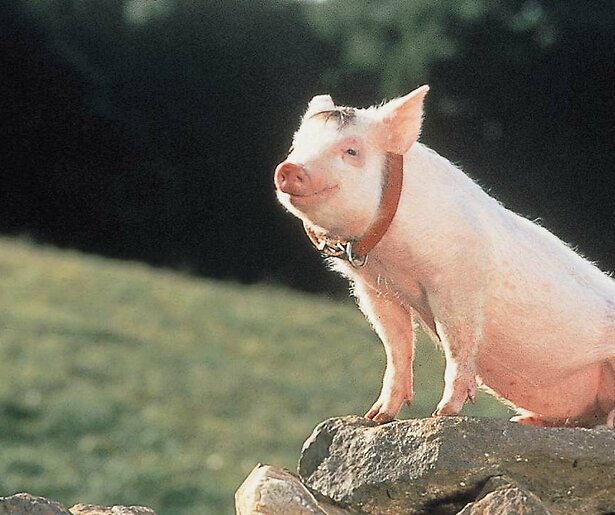 SBS6 zendt op deze datum de familiefilm Babe uit