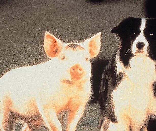 Roep je familie bij elkaar: NET5 zendt de film Babe op deze datum uit