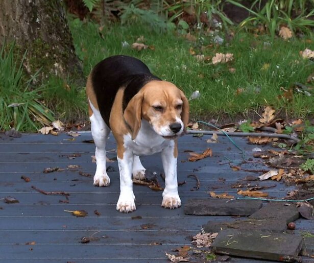 Bekende tv-hond Babs van de familie Meiland is overleden