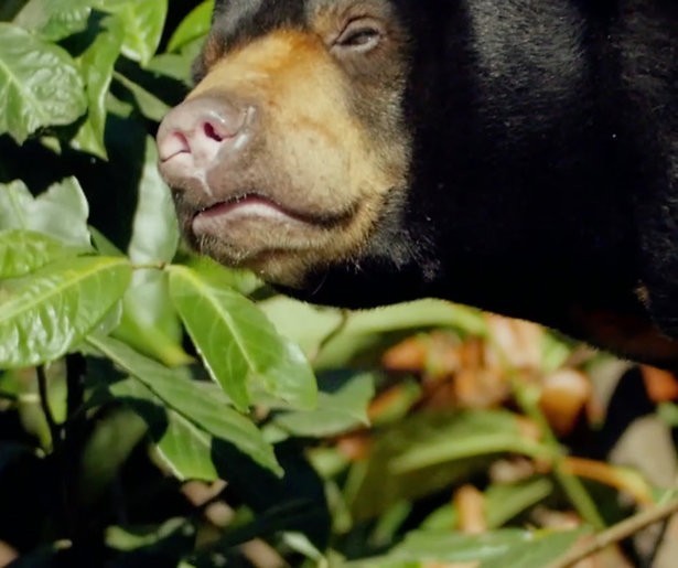 Videosnack: Honingbeer ziet voor het eerst weer bomen