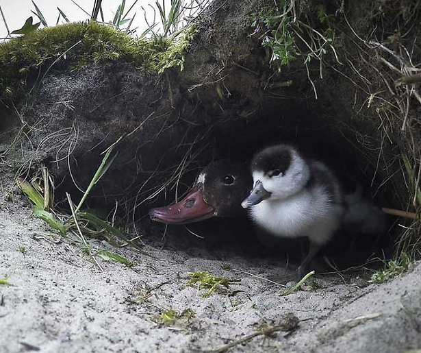 De TV van gisteren: Natuurserie Het Wad in top drie met ruim 1,1 miljoen kijkers