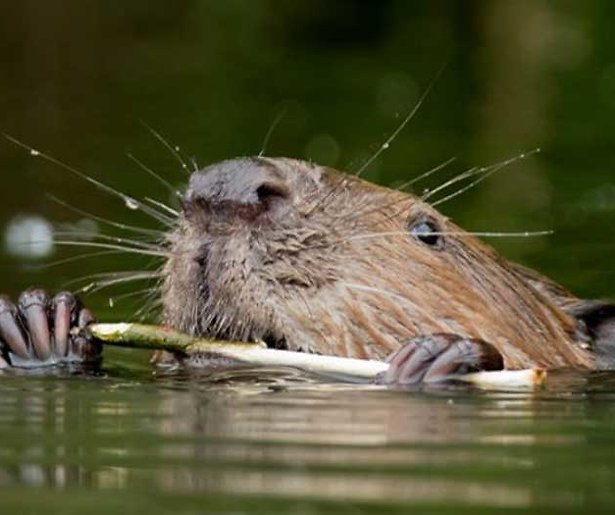 Terugkeer van bedreigde dieren