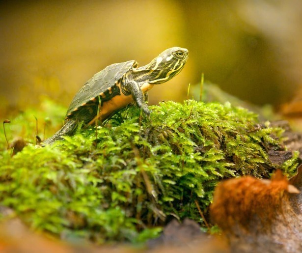 De natuurdocumentaire Big Little Journeys is te zien op NPO 2