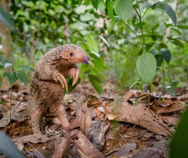 Big Little Journeys focust zich op de bedreigde schubdieren uit Taiwan