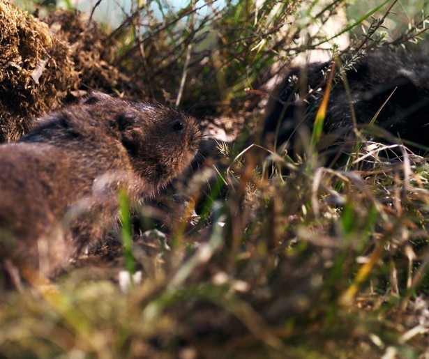 De woelrat zoekt naar een nieuw thuis in laatste aflevering Big Little Journeys