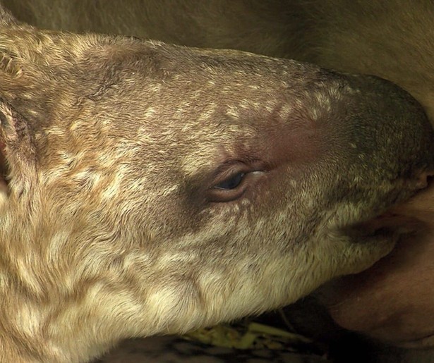 Krijg een kijkje achter de schermen in dierentuin Artis in Bij Ons in de Dierentuin