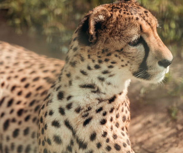 Dierenarts Martine houdt de dieren scherp in de gaten in Bij Ons in de Dierentuin