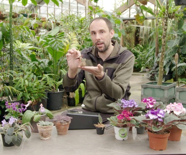 Rogier van Vugt laat in BinnensteBuiten zien hoe je een Kaaps viooltje kweekt