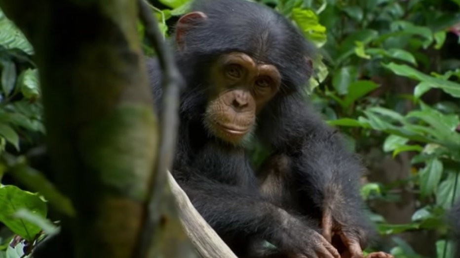 Disney Plus-tip: Chimpanzee