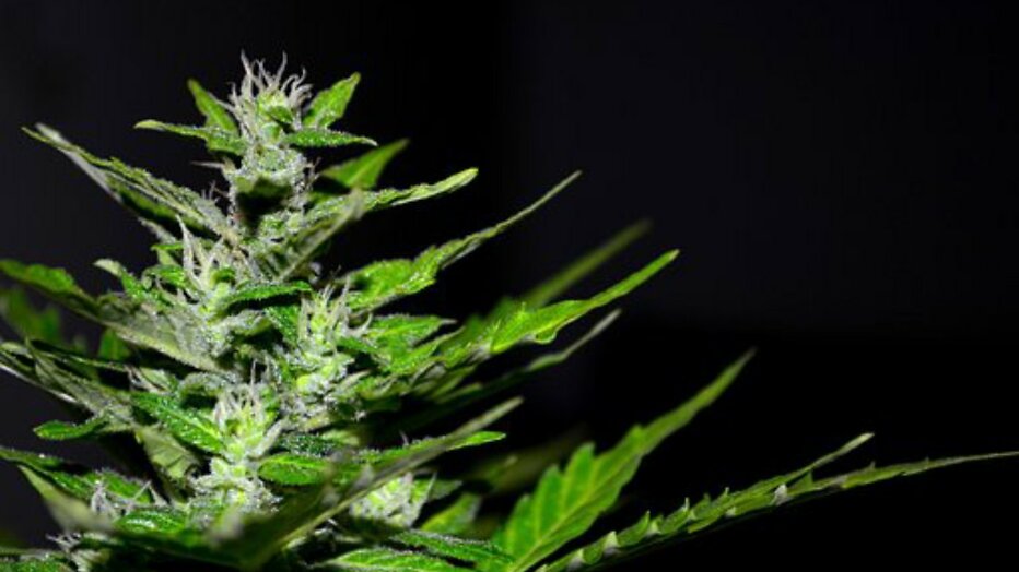 Cannabis Cannabis
