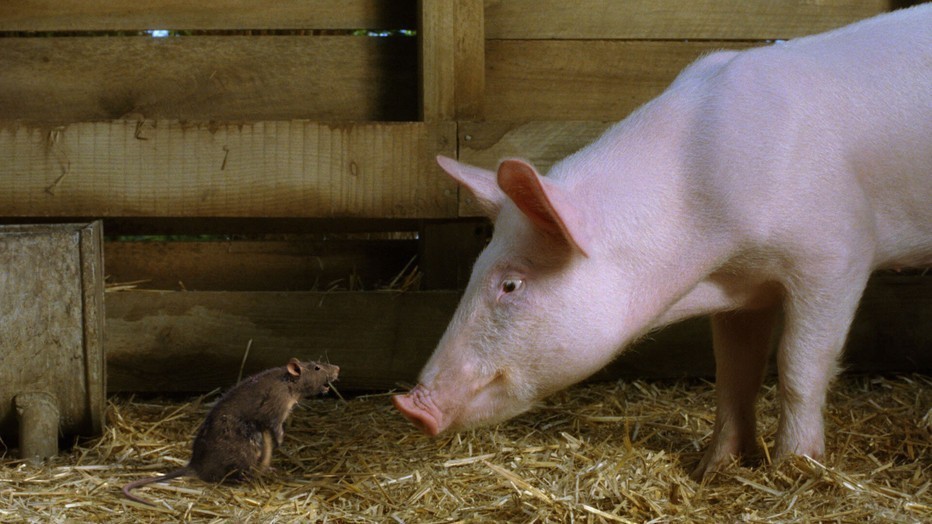 Charlotte's Web Charlotte's Web