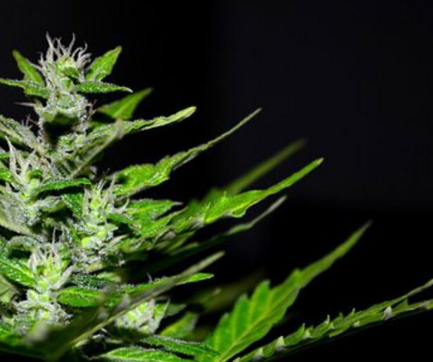 Interessante documentaires over cannabis