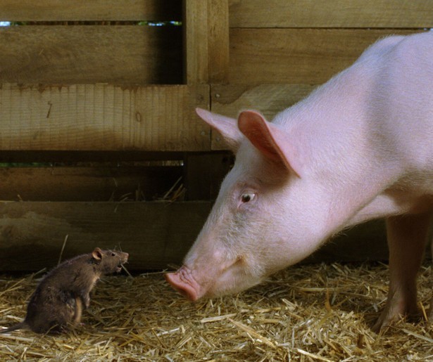 Wilbur het pratende biggetje uit Charlotte's Web