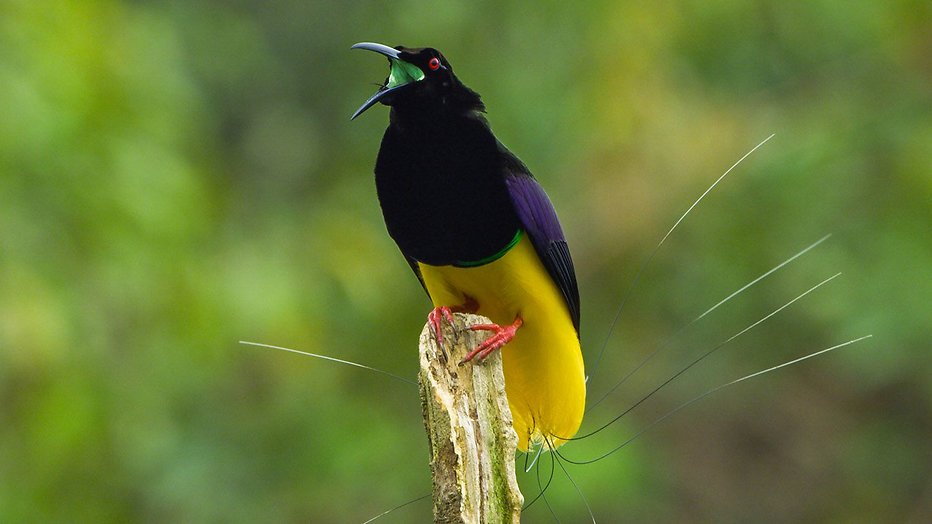 Netflix-tip: Dancing with the birds