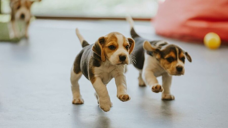 Still uit Dog Squad Puppy School 