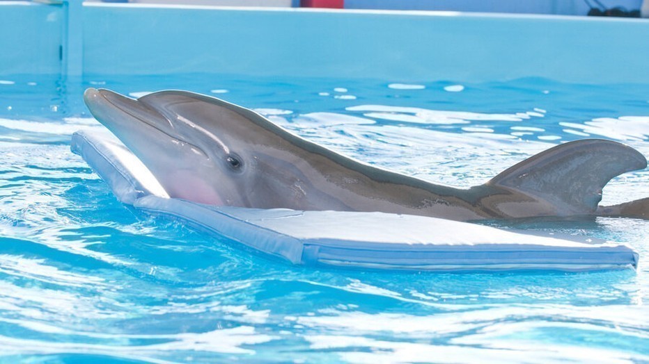 Dolphin Tale 