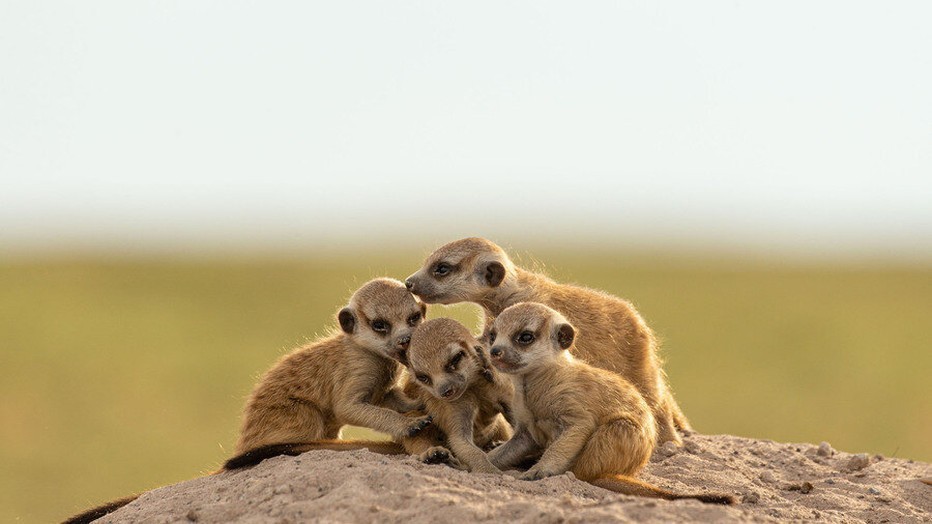 Still uit BBC-reeks Dynasties Still uit BBC-reeks Dynasties