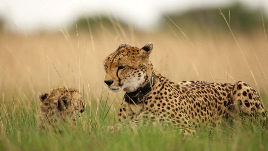 Cheeta Kali in Dynasties Cheeta Kali in Dynasties