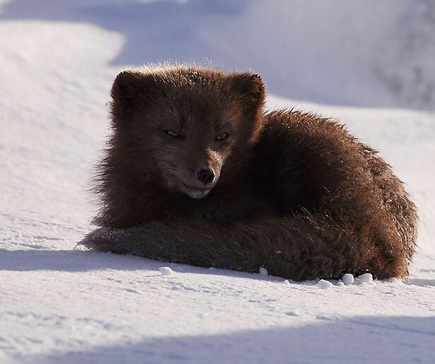 Geniet van de ongetemde natuur van het hoge Noorden in de door Ewan McGregor vertelde documentaireserie Stormborn