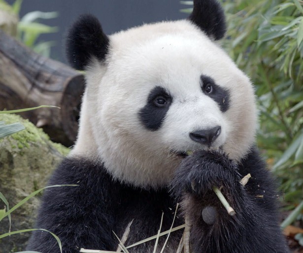 Panda Fan Xing wordt uitgezwaaid in special De Kleine Reuzenpanda Vliegt Uit