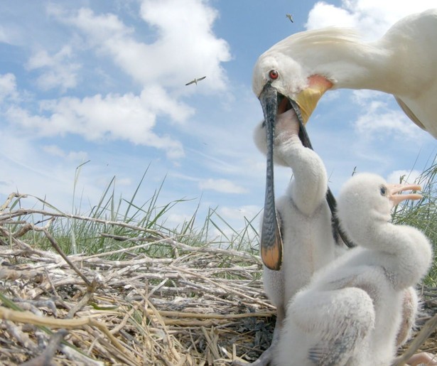 Filmmaker Hilco Jansma brengt de lepelaar bijzonder in beeld in De Lepelaar in een Roerige Wereld