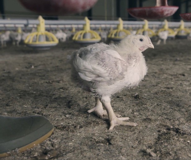 Eva Cleven en Ersin Kiris hebben het over kip