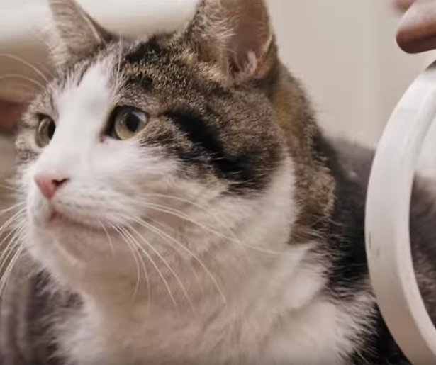 Waarom zat er een kat bij Jinek?