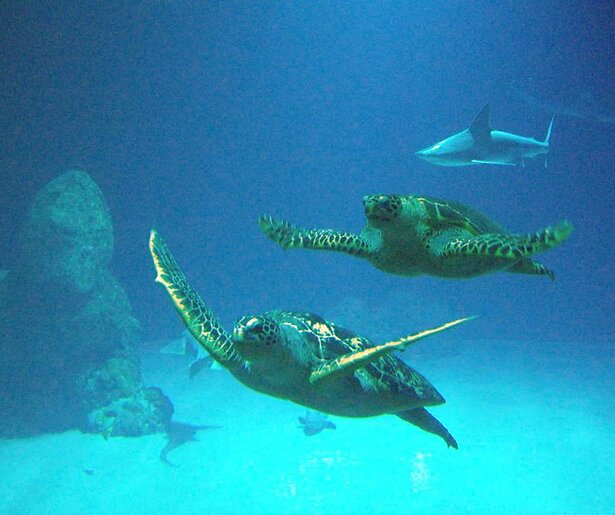 Het Echte Leven in de Dierentuin besteedt aandacht aan een door Diergaarde Blijdorp bedachte methode