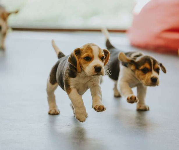 Jodie Rimmer is terug met een nieuw seizoen van Dog Squad Puppy School