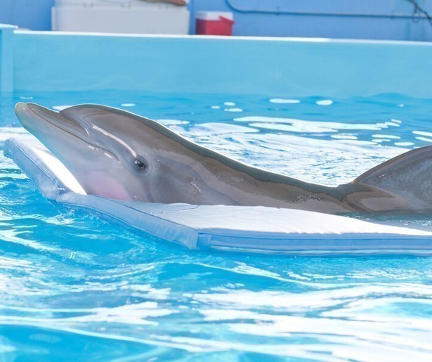 Prothese voor de dolfijn uit Dolphin Tale