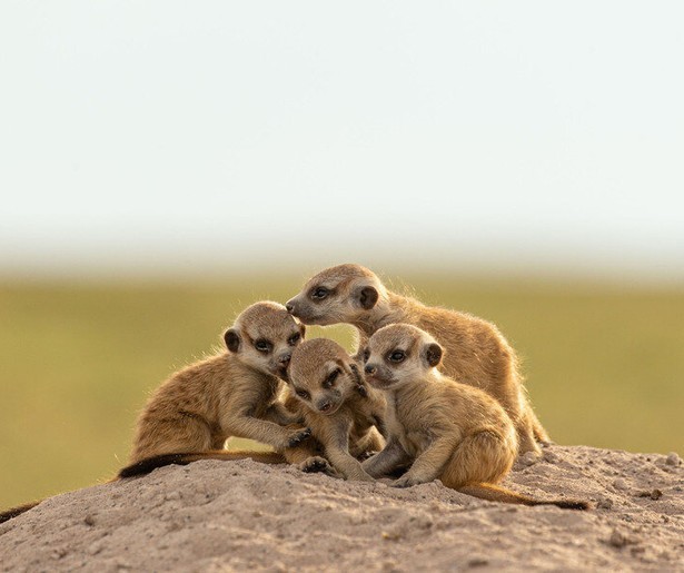 De BBC-natuurserie Dynasties nu ook in Nederland te zien