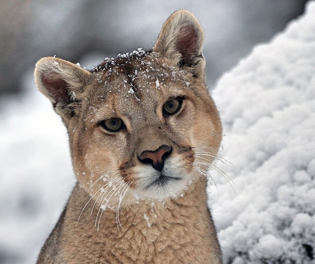Pas op voor de poemamoeder uit Dynasties