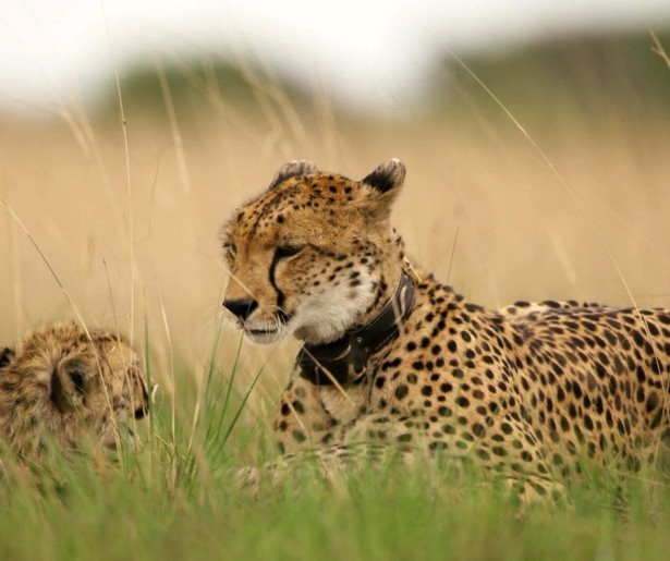 Cheeta Kali steelt de show in nieuwe aflevering van Dynasties