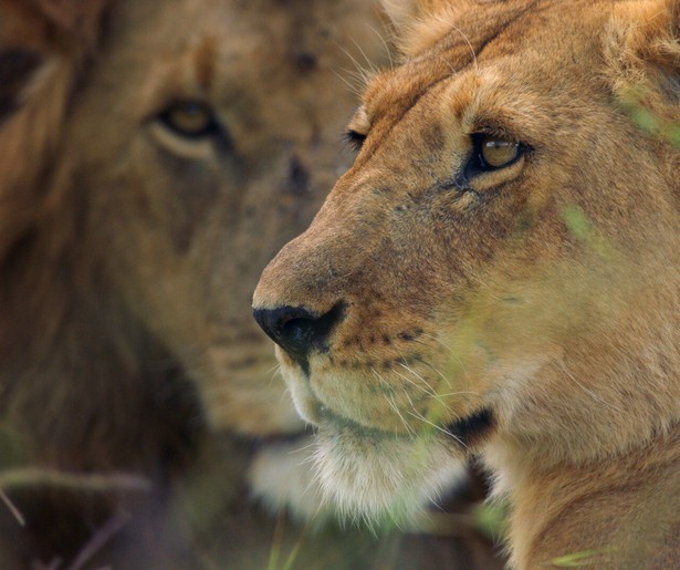Een Zambiaans koningsdrama in Dynasties