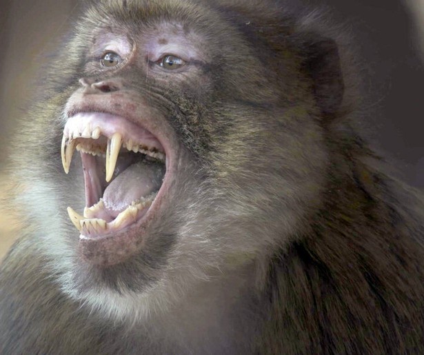 Berberaap Mac doet er alles aan om zijn jonkies te beschermen in Dynasties