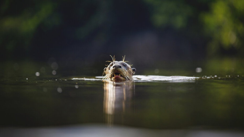 Earth's Great Rivers