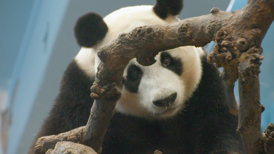 Panda uit Het Echte Leven in de Dierentuin Panda uit Het Echte Leven in de Dierentuin