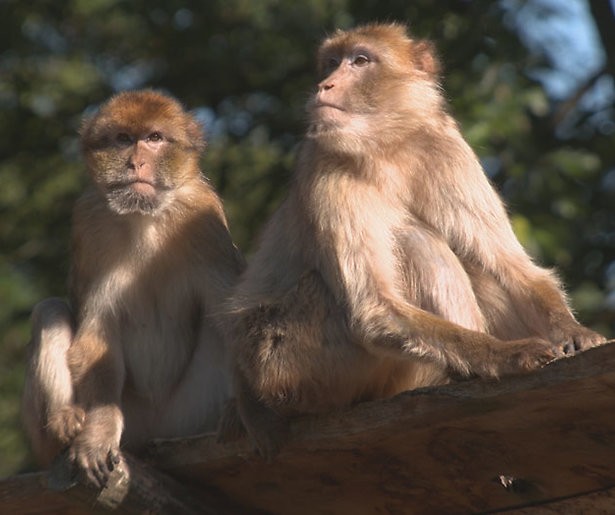 De TV van gisteren: Echte leven in de dierentuin profiteert van matige aanbod