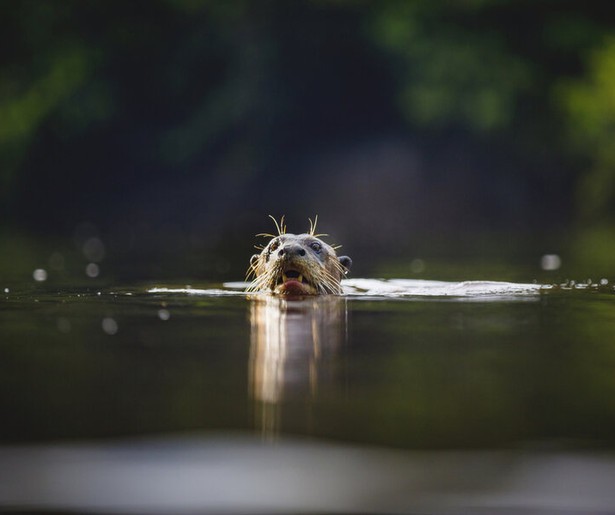 Tweede deel van Earth's Great Rivers in het teken van Afrika's wildste rivier de Zambezi