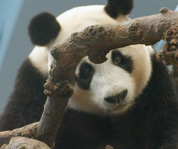 Het Echte Leven in de Dierentuin is terug van weggeweest op NPO 1