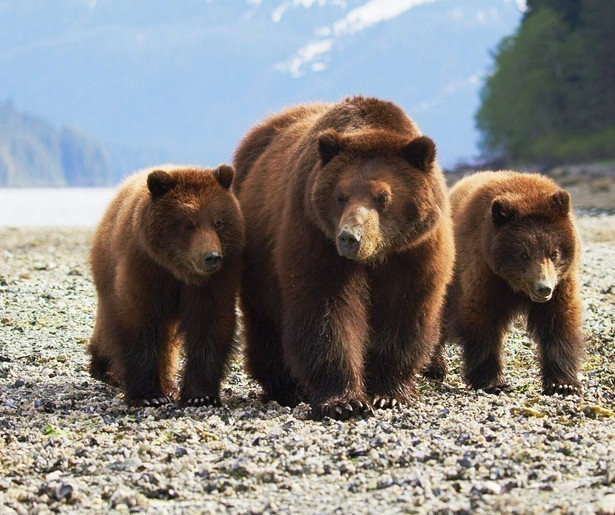 Het leven van bruine beren in beeld in Eden: Paradijs op Aarde