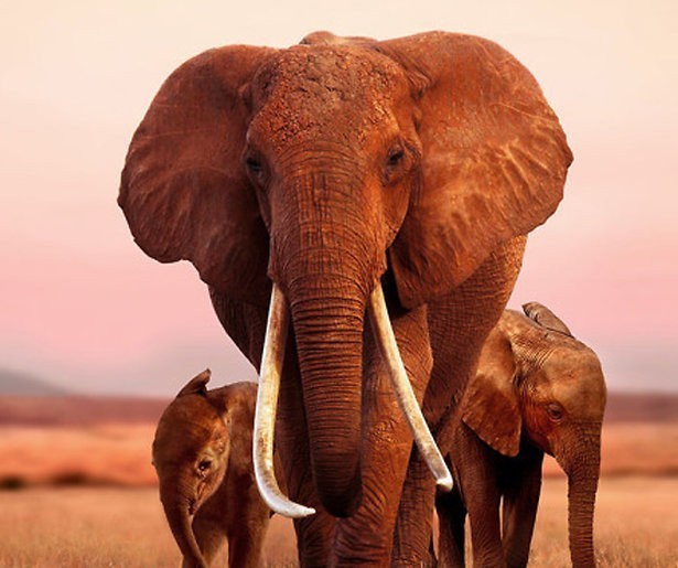 Apple TV+-tip: The elephant queen