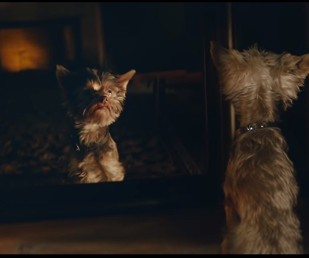 Frekkel wint Gouden Loekie 2018